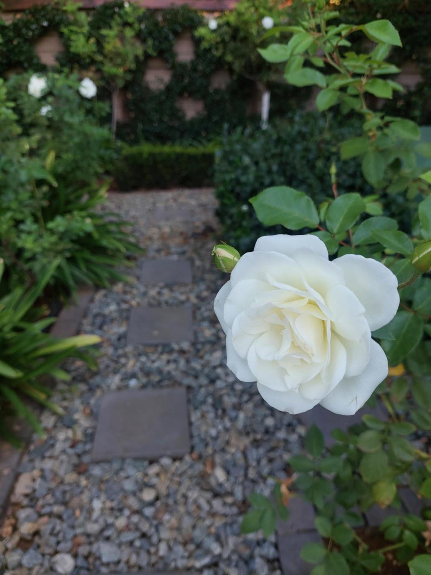 Bella Rosa Bed and Breakfast Potchefstroom Buitenkant foto