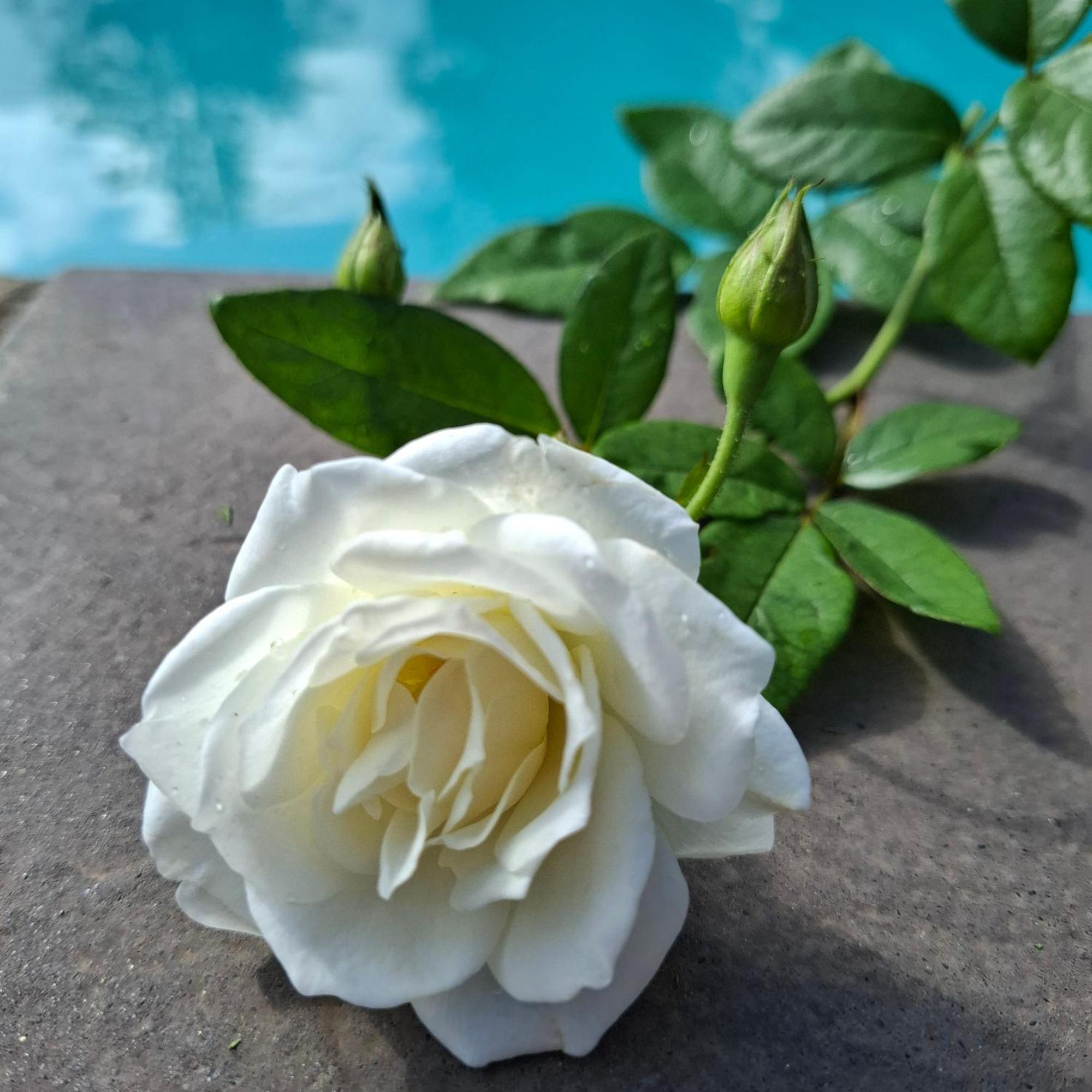 Bella Rosa Bed and Breakfast Potchefstroom Buitenkant foto